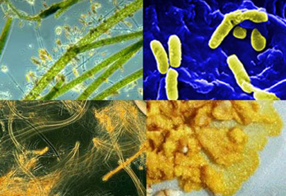 Biocides
